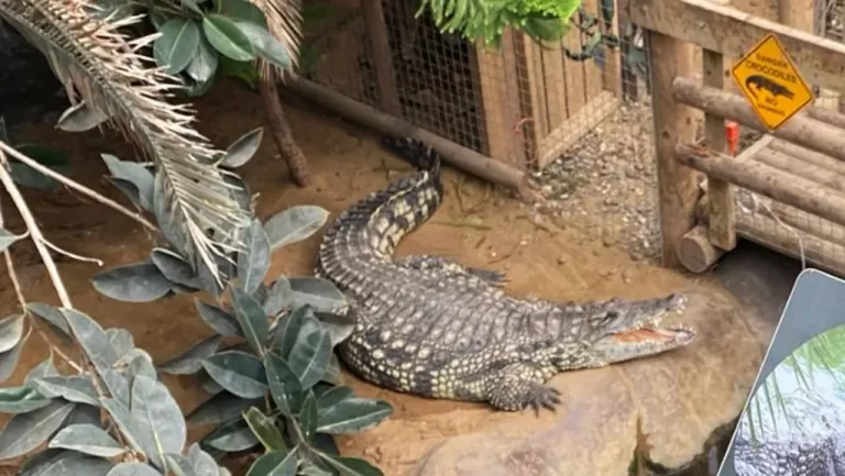 Man arrested after boy injured in zoo crocodile enclosure