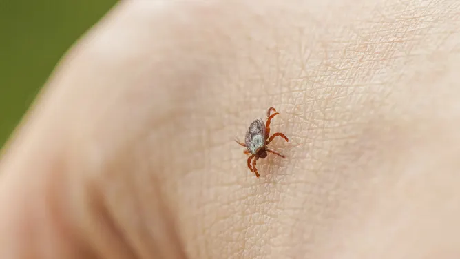 Deadly tick-borne disease that can cause brain damage spreading across the US
