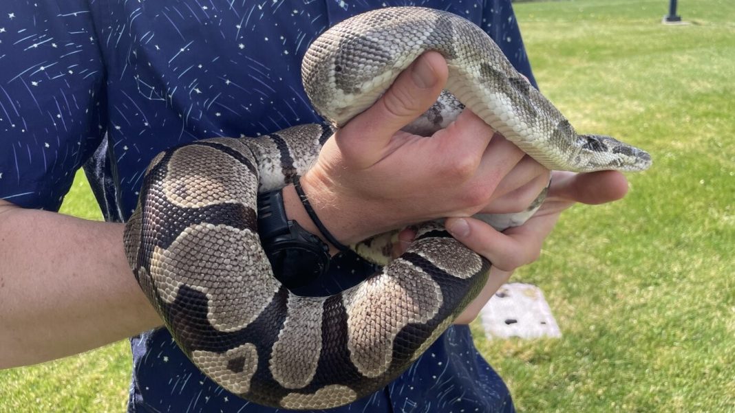 python