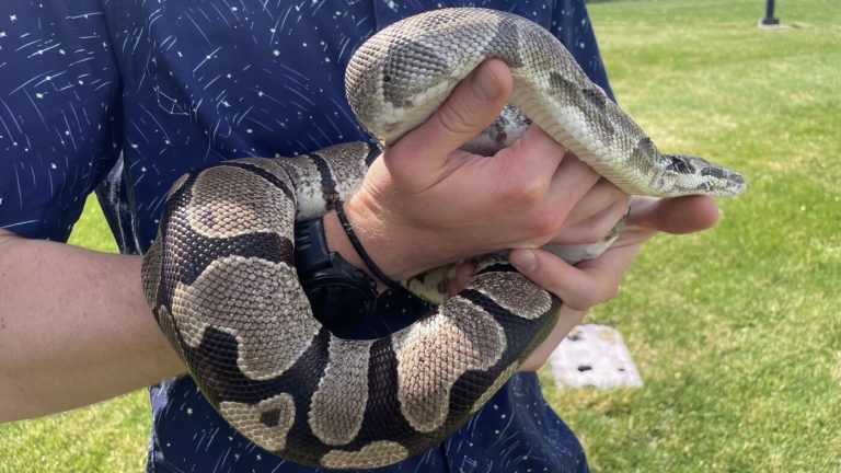 Pythons’ extreme biology may hold clues for treating human disease – NPR